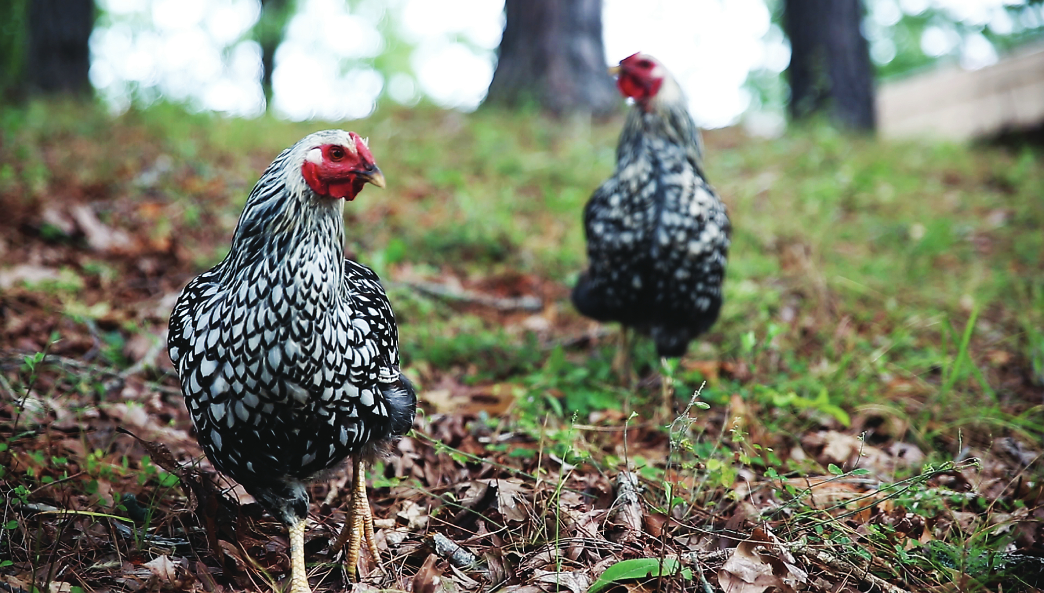 Chickens in Pop Culture